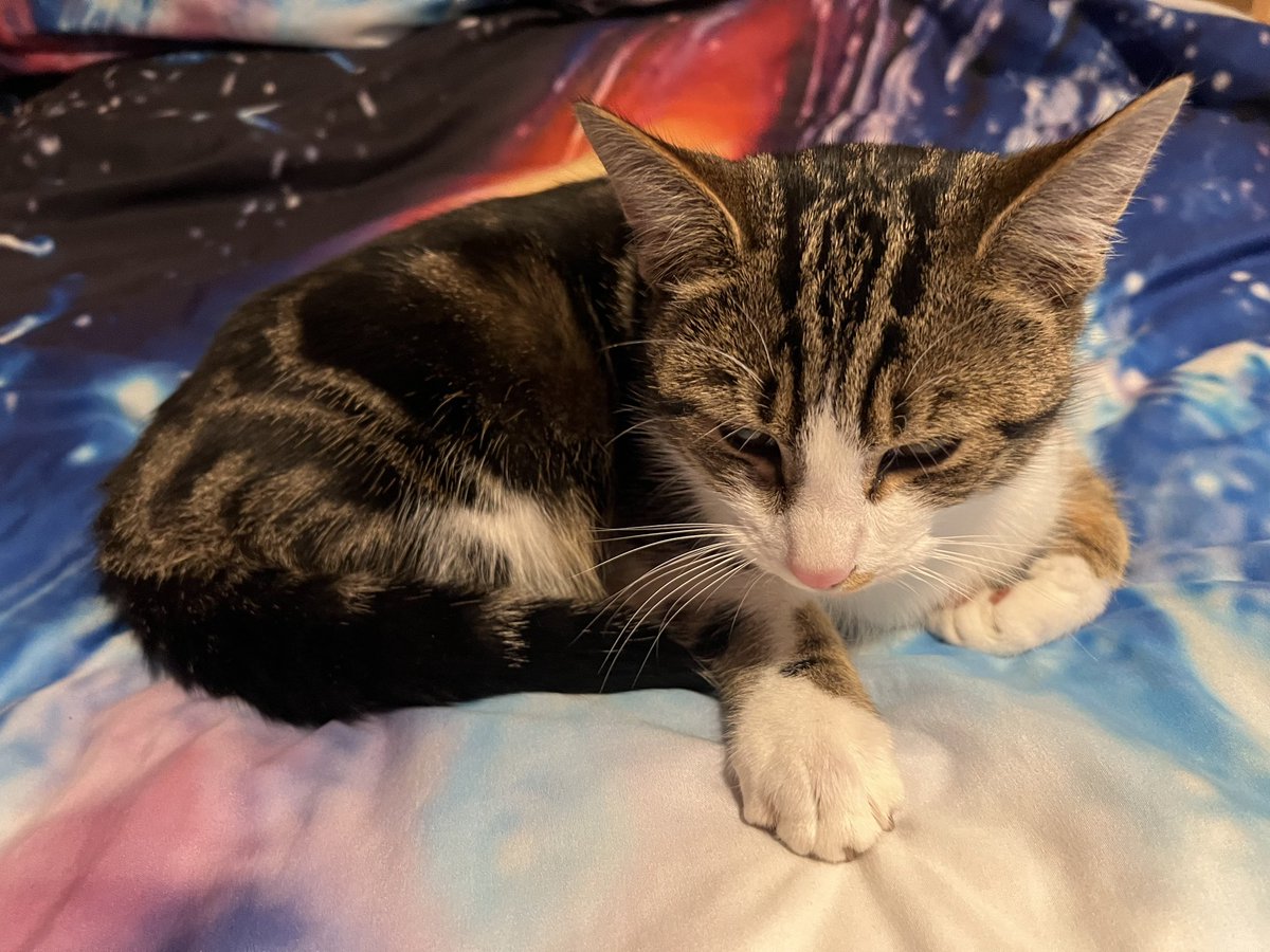 AlgirdasStasiu2's tweet photo. Before after😄 
#Photography #Cat #ExeterEngland https://t.co/i5Iq9qGIyD