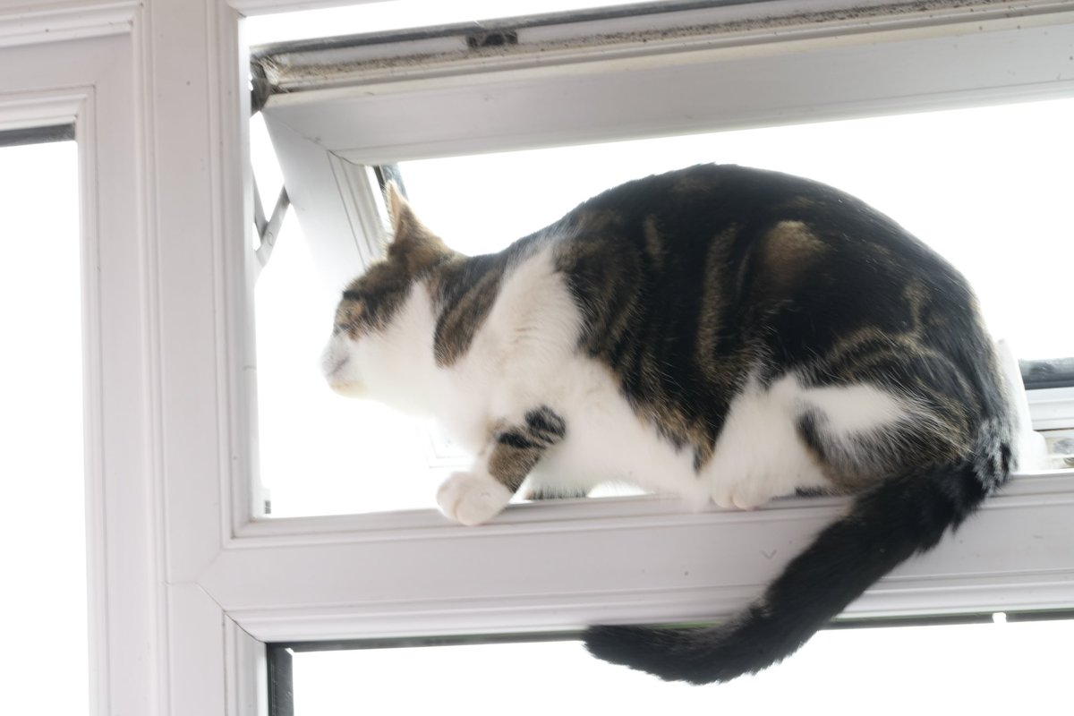 AlgirdasStasiu2's tweet photo. Before after😄 
#Photography #Cat #ExeterEngland https://t.co/i5Iq9qGIyD