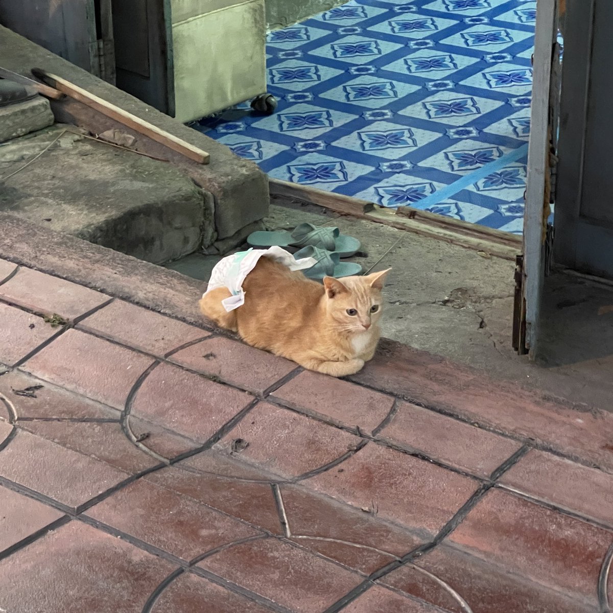 pizad_sura's tweet photo. พบเห็นแมวส้ม ใส่ผ้าอ้อม https://t.co/C88hBWOljt