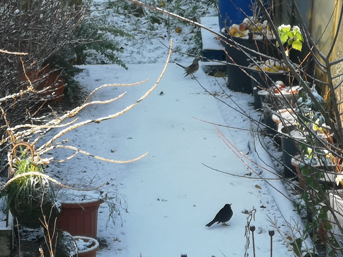 DonnaHe60990670's tweet photo. Awwwww the #fieldfare have arrived!!!!!! Welcome back buddy πππͺππ the #cotoneasterberries and #windfallapples are aplenty this year and we've saved them all for you guys π dead chuffed they've arrived this year as last year we had none #wildbirds #birdwatching https://t.co/SLJjV0BqU1