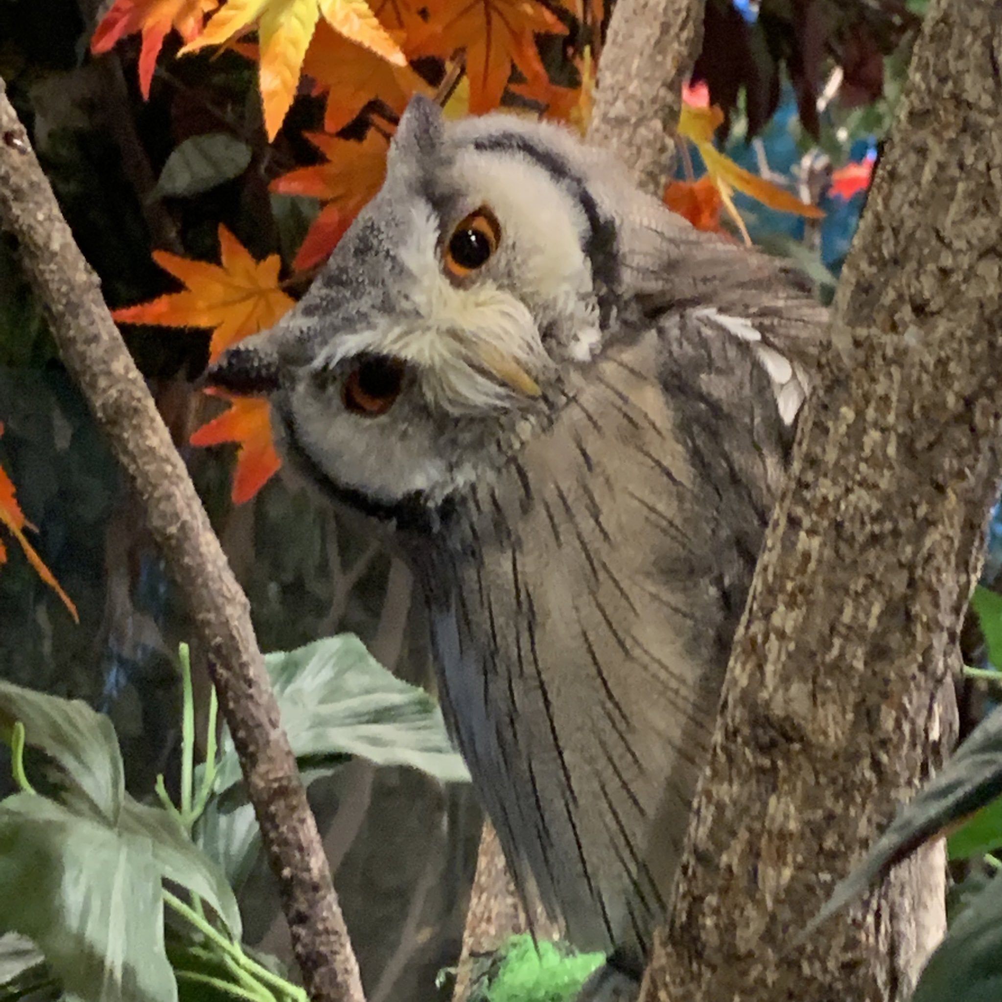 鎌倉乃フクロウの森 Kamakuraowl Twitter