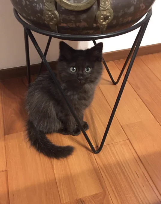 かわいい顔しよる 