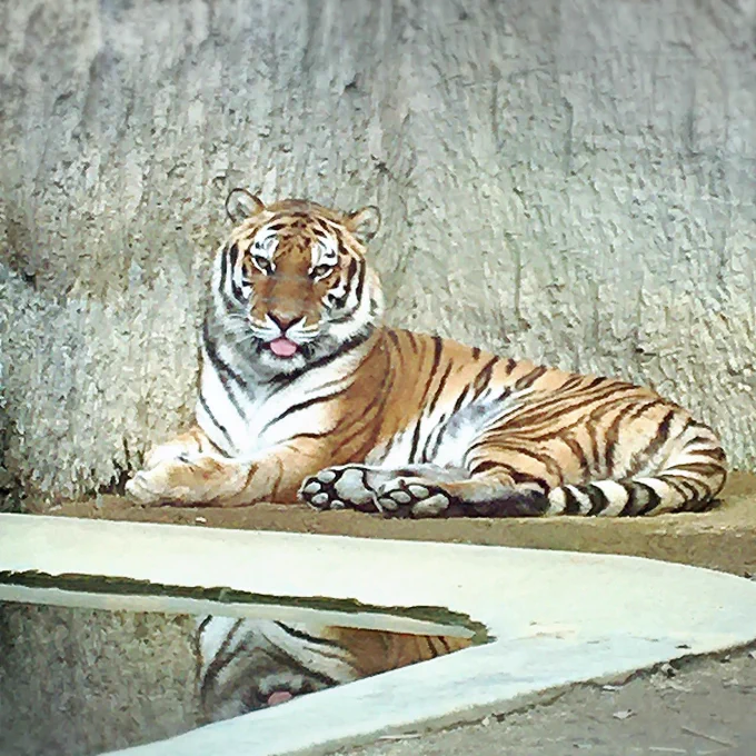 舌をしまい忘れたトラとこっちを見てくれないレッサーパンダ。動物園を満喫してきた! 