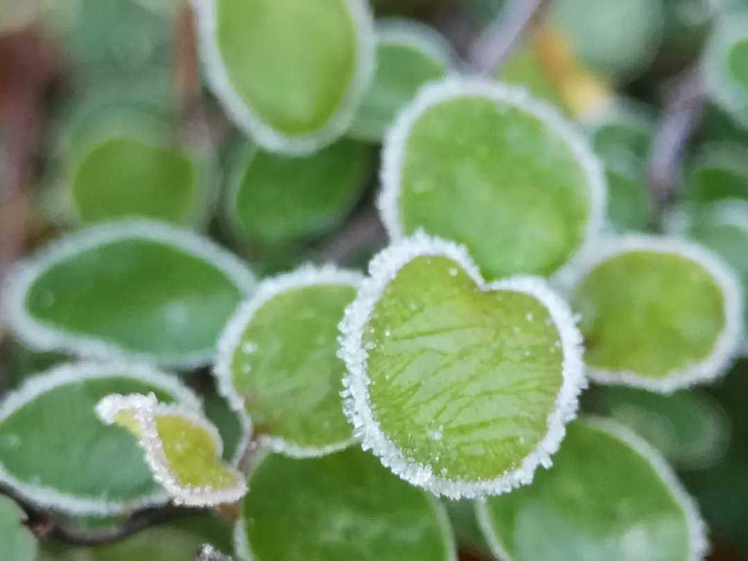 p3t3fry's tweet photo. ❄️🌷❄️ https://t.co/6Tp4vN3SBm