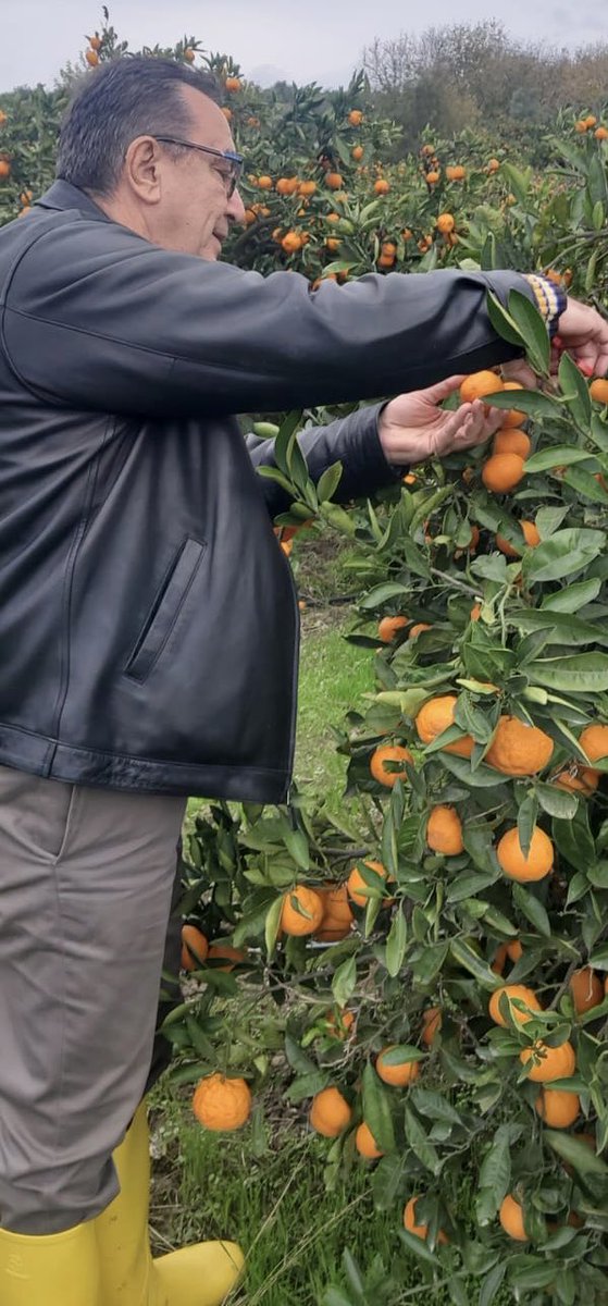 BU SABAH SİZİN İÇİN DALINDAN TAPTAZE MANDALİNA KESTİM.
‼️🆘‼️🆘‼️🆘
Değerli gönül dostlarımız,
Lösev SEFERİHİSAR Çiftliğimizde tam 500 ton ( 500 bin kilo )
Doğal mandalina var ve 20 gün içinde satamazsak bozulacak !
Gelin bir KAMPANYA yapalım ve 3’er kilo alarak bitirelim lütfen