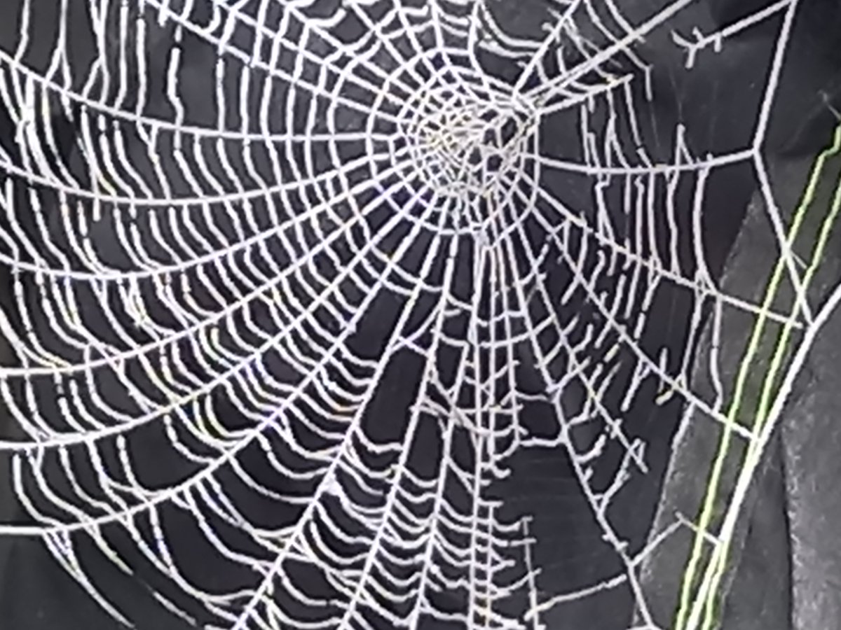 Frosty cobweb (slightly blurred!) Beautiful morning. #frost #nature #cobweb