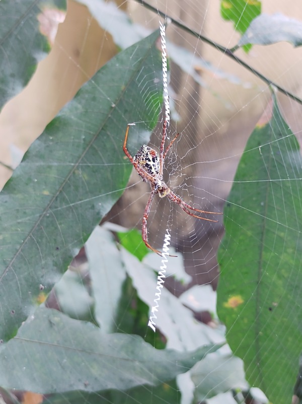 Greenverz1's tweet photo. SPIDER .
Presence of a spider shows that the ecology is healthy.
Join hands and plant a tree today..
https://t.co/aauXsLe9O5
#spider #Indianspider #foodchain #carbonneutral #Greenverz #plantatree #tarantula #forest #indianforests #amazonspider #amazonforests #healthyforests https://t.co/lGxyZH3YYN
