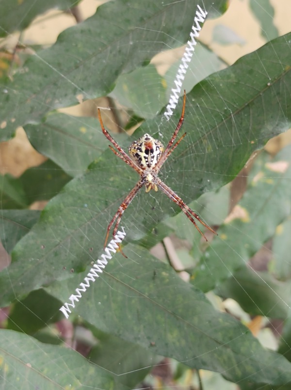 Greenverz1's tweet photo. SPIDER .
Presence of a spider shows that the ecology is healthy.
Join hands and plant a tree today..
https://t.co/aauXsLe9O5
#spider #Indianspider #foodchain #carbonneutral #Greenverz #plantatree #tarantula #forest #indianforests #amazonspider #amazonforests #healthyforests https://t.co/lGxyZH3YYN