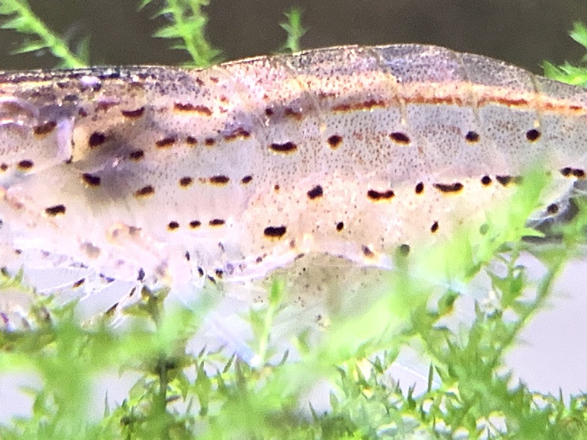 Ninomiya Bays Ninomiyabays 00 Twitter