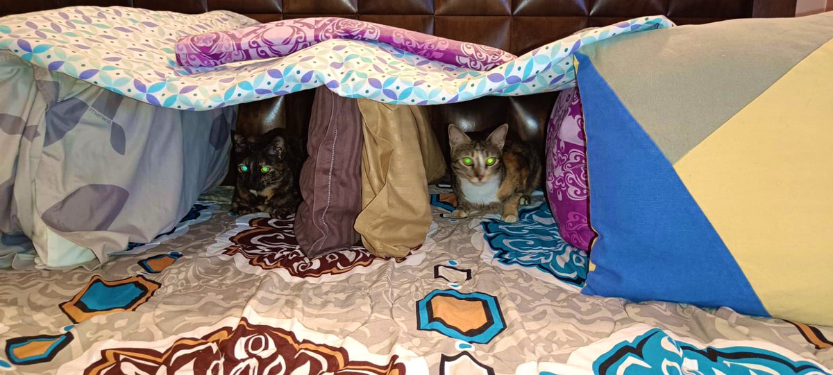 Geeky_Foodie's tweet photo. KitKat Phoebe saying ‘En Chali Guru’🥶
#CatAppa @hbk_abhi’s new method to keep #KitKatPhoebeTales comfortable as they are with #ZooMuff for a few days.
First bunker built was brought down in one go by #KhatronKiBilaadi Phoebe. So now both have their own bunkers 😂 #CatsOfTwitter https://t.co/kSskdpxJGQ