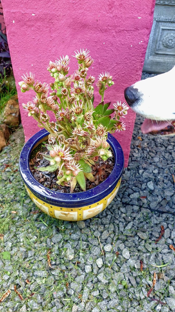 First time this succulent is blossoming in 4.5 years at <a href="/cottageimvana/">Cottage Imvana (PTY) Ltd 📍Bulwer</a>

CottagePink ➡️ airbnb.com/h/cottageimvan…

CottageBlue➡️ airbnb.com/h/cottageimvan…
.
#BulwerKZN #cottageimvana #petfriendly #Drakensberg #TravelChatSA #SouthernDrakensberg #KwaZuluNatall #SouthAfrica  🇿🇦