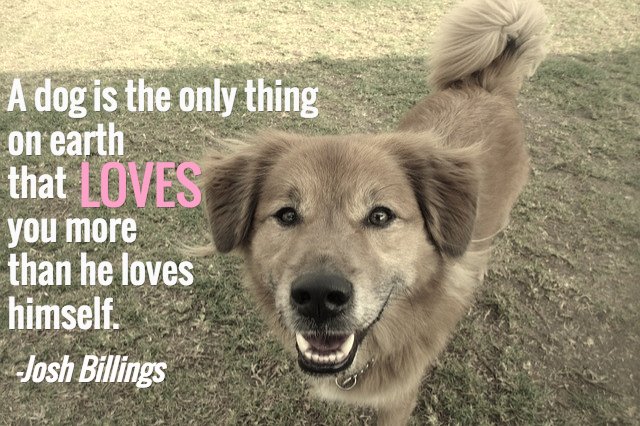 ruben_corella's tweet photo. #SundayThought #sundayvibes #sundaypets #sundaydogs #dogs #AdoptaNoCompres #citas #thoughtoftheday #thoughts #pets #cutepets #adoption #adopcion #perras #perros #goodsunday #sundaydog #smile #cutepuppy #puppies #quotes #quote #quoteoftheday #funnydogs https://t.co/84Dk8vpHuU
