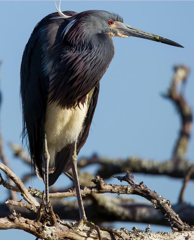 ornithos_net's tweet photo. 𝙀𝙜𝙧𝙚𝙩𝙩𝙖 𝙩𝙧𝙞𝙘𝙤𝙡𝙤𝙧
EN: Tricolored Heron
ES: Garceta tricolor
FR: Aigrette tricolore
DE: Dreifarbenreiher
📸 George H Holt 🇺🇸
@ghholt
📌 Jekyll Island (US)
📆 May-22
#ornithosnet #ornithos
#birds #aves #desoiseaux #vögel #Egretta #Egrettatricolor #birding https://t.co/UR38K6aW4r