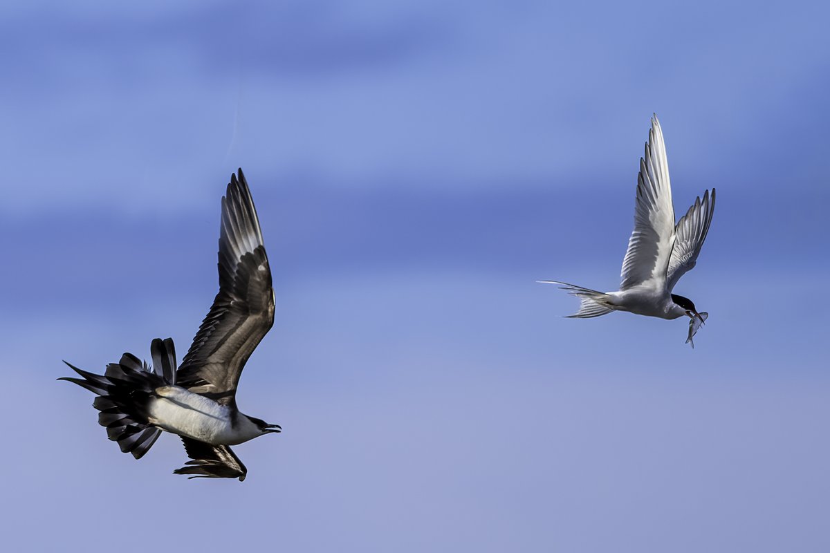 An arctic skua in pursuit of dinner. Unfortunately the meal in mind is not theirs. It belongs to an arctic tern. #terns #birds #birdphotography #NaturePhotography #nature #Iceland #wildlife #birding #skua #jaeger