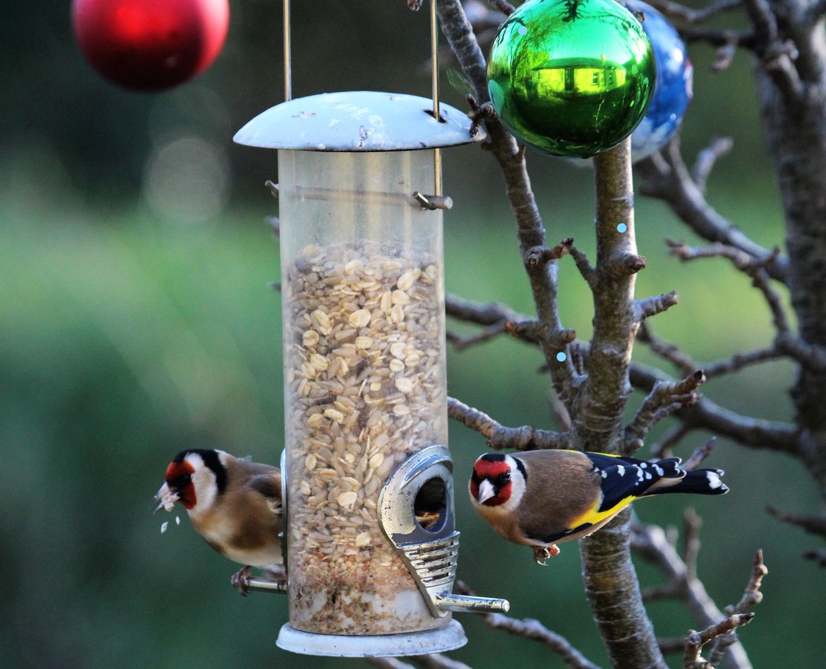 Irish Garden Birds tweet media