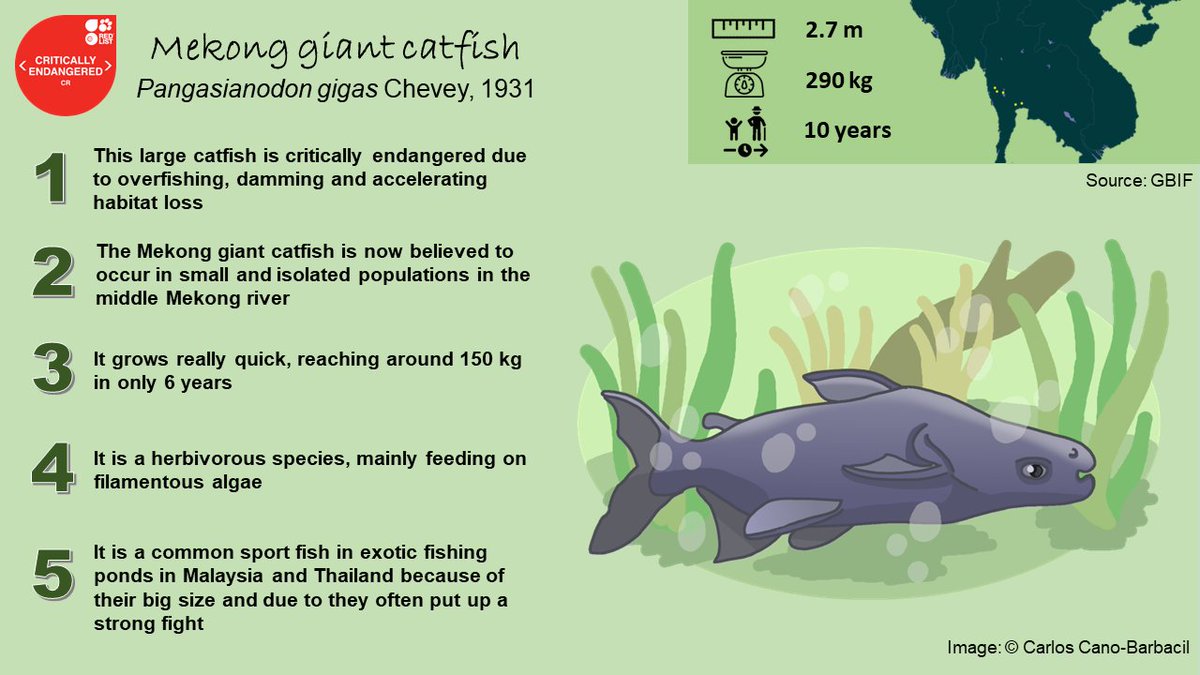 canobarbacil's tweet photo. Did you know the Mekong giant catfish? π This critically endangered #megafish is native to the Mekong basin in Southeast Asia. Take a look of these #5FishFacts for today's #SundayFishSketch.
#sciart #scifish #scicomm https://t.co/CwYoxUG8E2