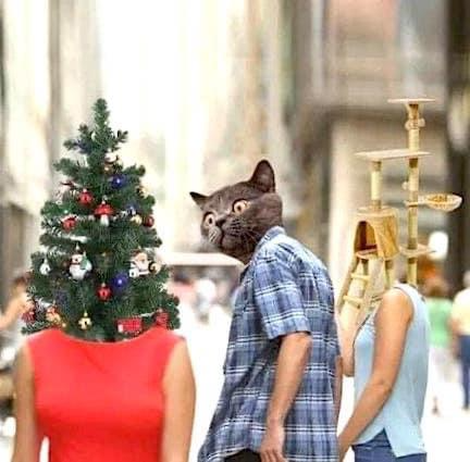 EsosGatosLocos's tweet photo. Nuestros gatos estas Navidades https://t.co/Pu3MdVpJkc