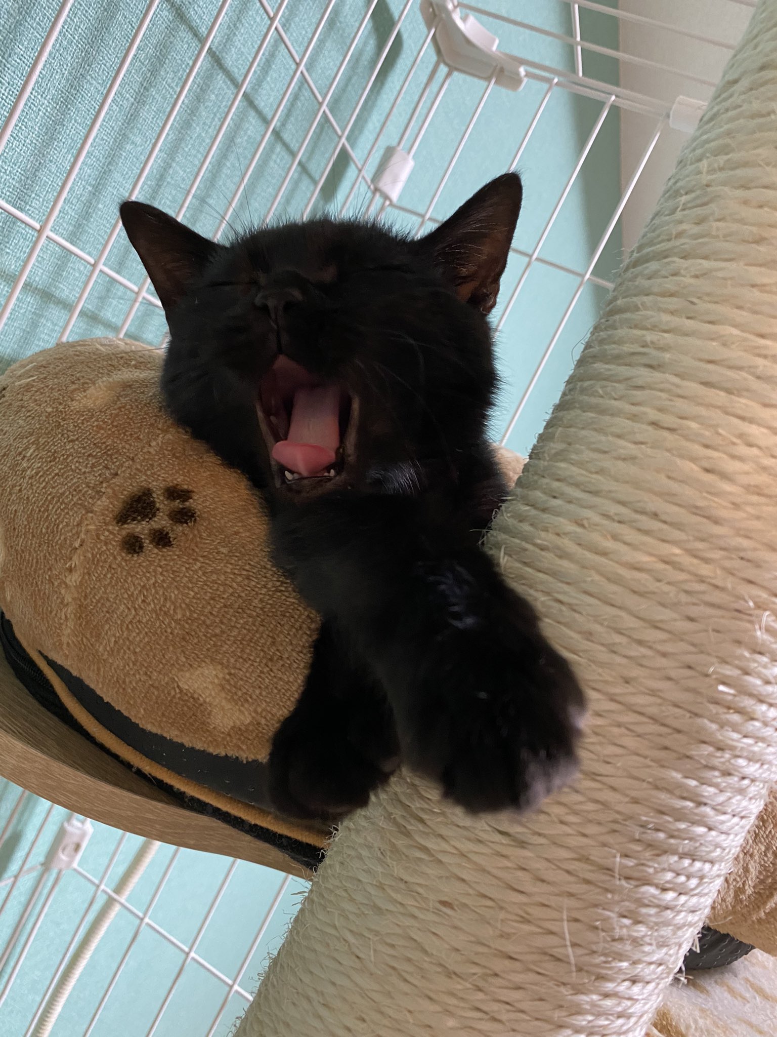 Johnny&#39;s - 黒猫　 kuroneko.8901 (@blackcats8901) • Instagram photos and videos
