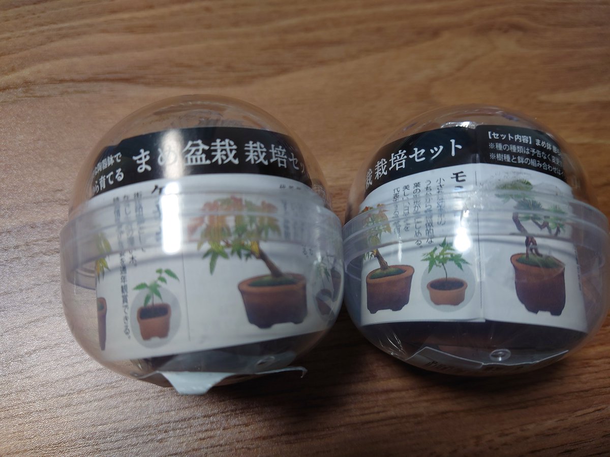 Shima_MTC's tweet photo. 東急ハンズでかわいいの売ってた
大きくなったらパキラの横に並べてやるからなᕙ⁠(⁠ ⁠~⁠ ⁠.⁠ ⁠~⁠ ⁠)⁠ᕗ https://t.co/vb9fI7uid3