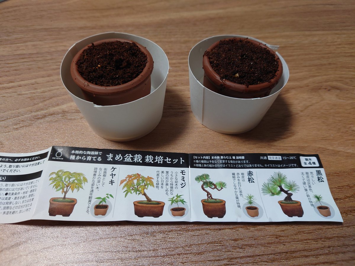 Shima_MTC's tweet photo. 東急ハンズでかわいいの売ってた
大きくなったらパキラの横に並べてやるからなᕙ⁠(⁠ ⁠~⁠ ⁠.⁠ ⁠~⁠ ⁠)⁠ᕗ https://t.co/vb9fI7uid3