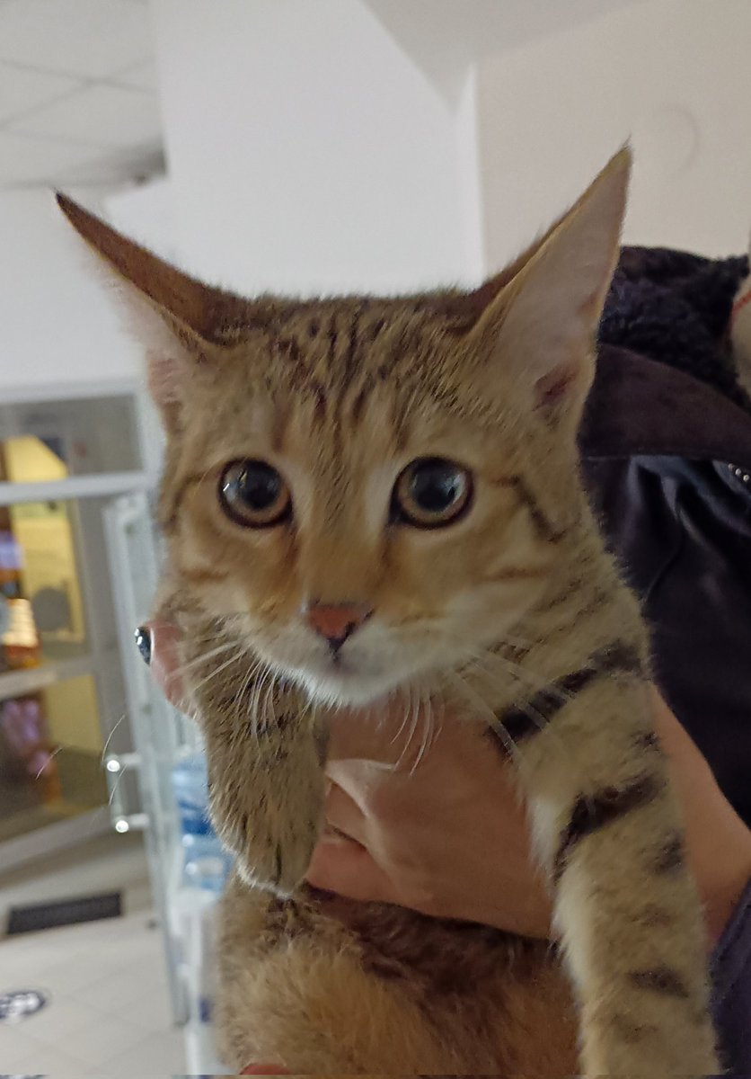 sohler_georg's tweet photo. #Katze gefunden in #Penzing, #Breitensee. Stand in der Nacht von Freitag auf Samstag zitternd vor dem Wohnhaus. Die Maus ist im Tierquartier Wien. Leider nicht gechippt https://t.co/YT5ARWhn7G
