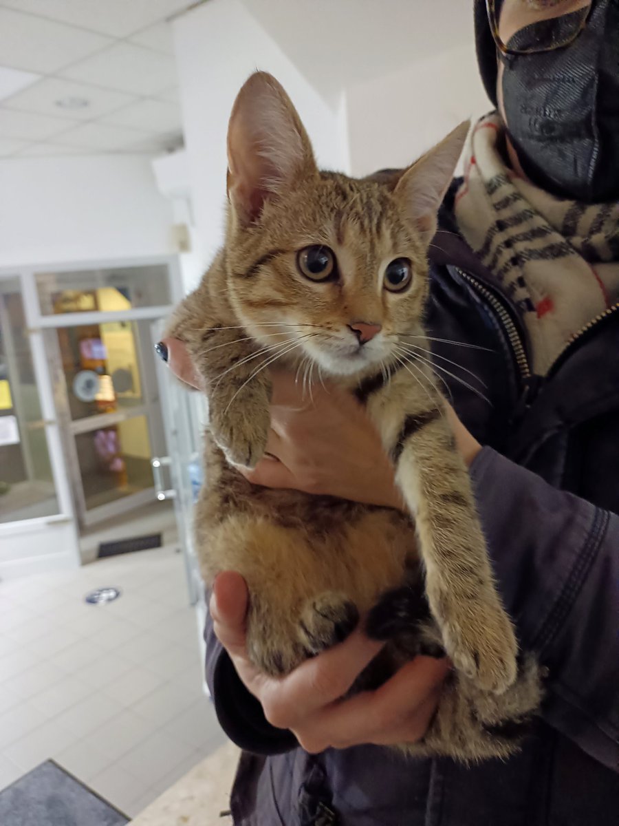 sohler_georg's tweet photo. #Katze gefunden in #Penzing, #Breitensee. Stand in der Nacht von Freitag auf Samstag zitternd vor dem Wohnhaus. Die Maus ist im Tierquartier Wien. Leider nicht gechippt https://t.co/YT5ARWhn7G