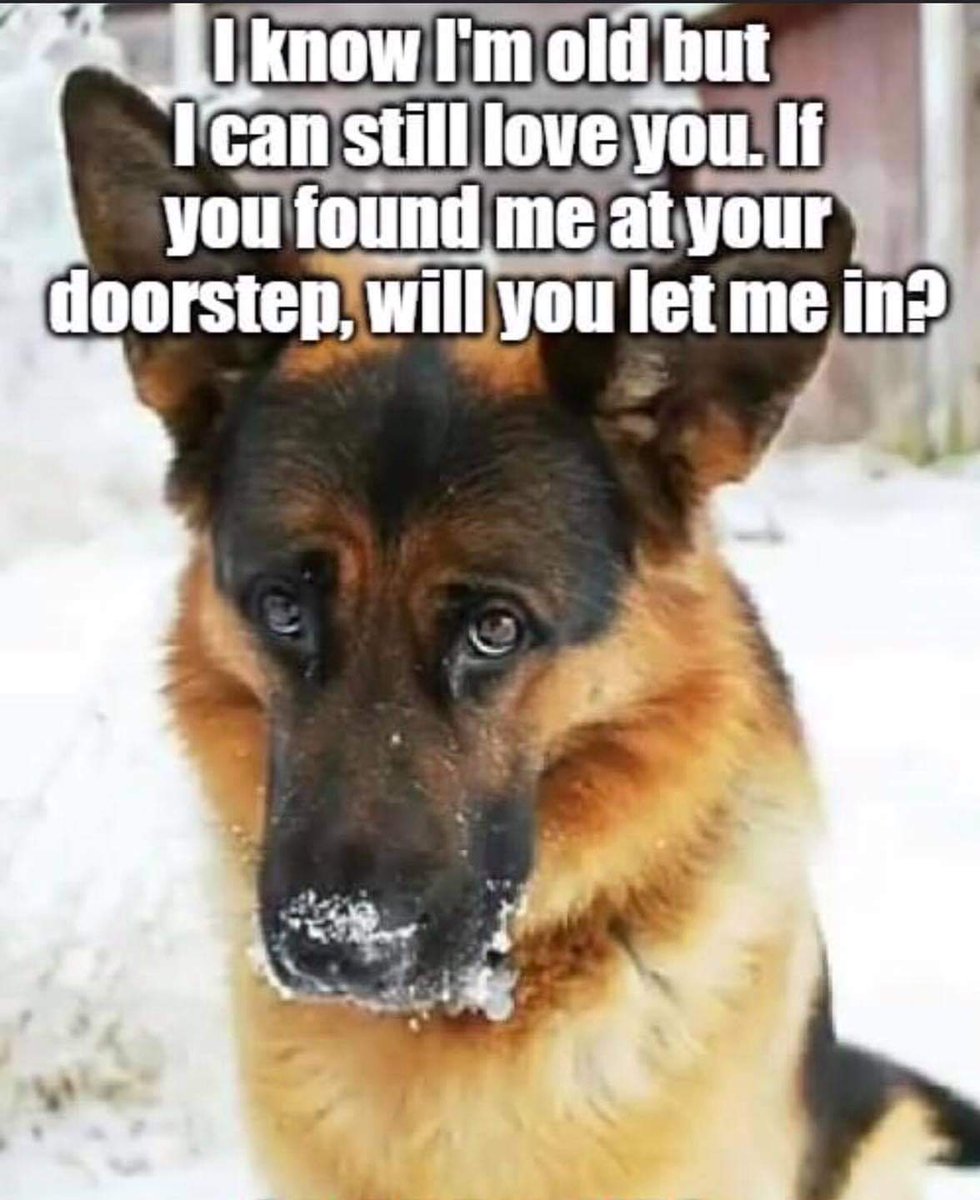 _XDogs's tweet photo. I love old dogs...of course, I will. I will give you good food and take you for walks. I swear ♥️ https://t.co/S7vPdQjBnp