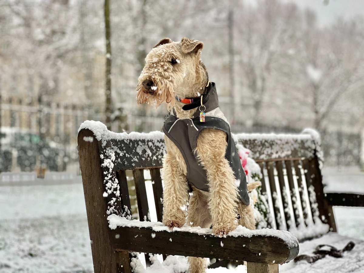 bertie_lakeland's tweet photo. Happy Snowy Sunday ❤️❤️ https://t.co/xTLQGBw8U8