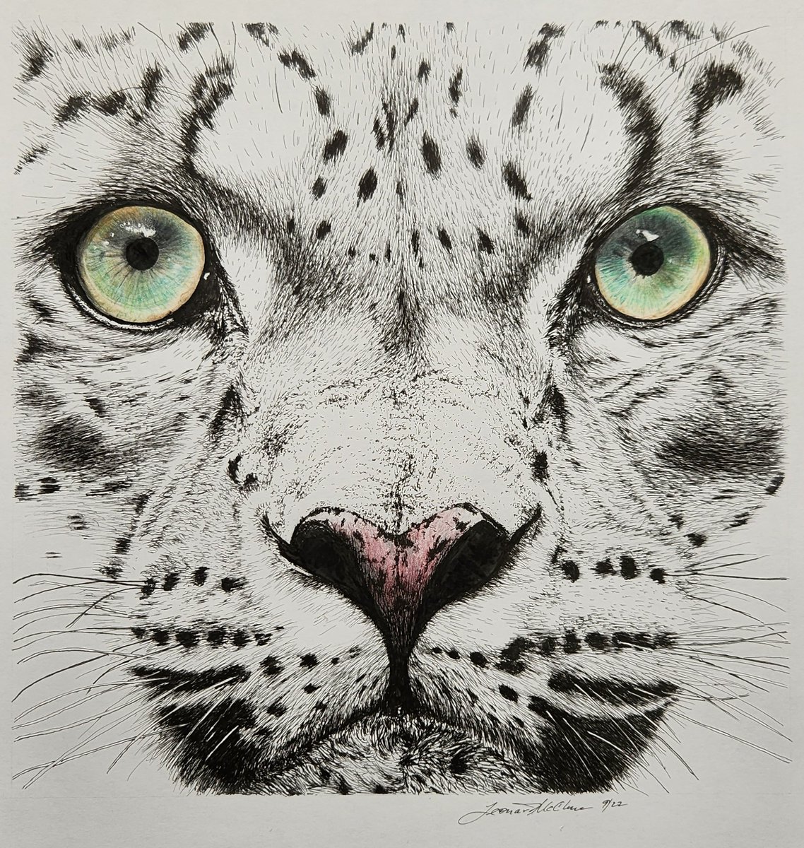 Another from my fascination with big cats. Done in September '22. Pen & ink with colored pencil embellishments in eyes and nose. #cats #catart #bigcats #wildlife #wildlifeart #drawing #inkart #penandink #art