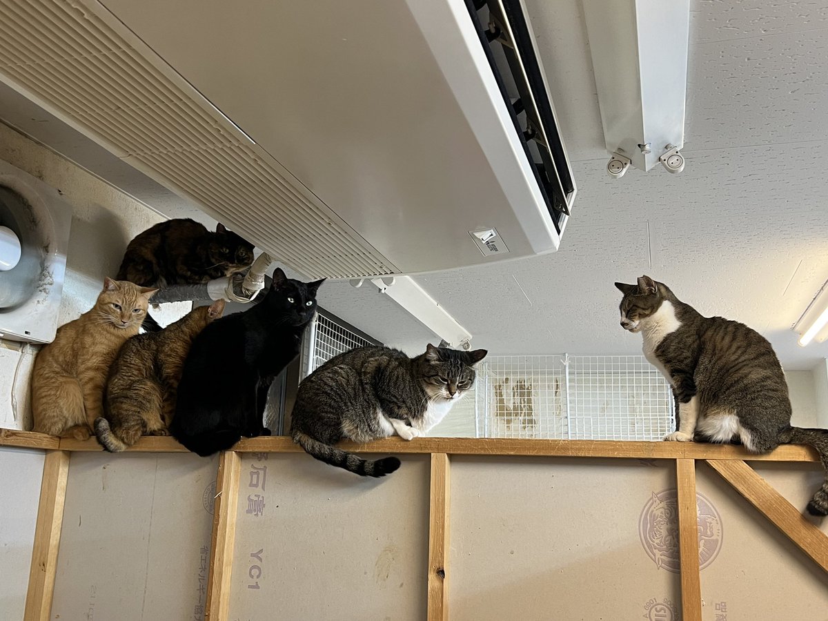 cat_cafe28's tweet photo. なんの行列だろう、�� https://t.co/VZghR4YpmY