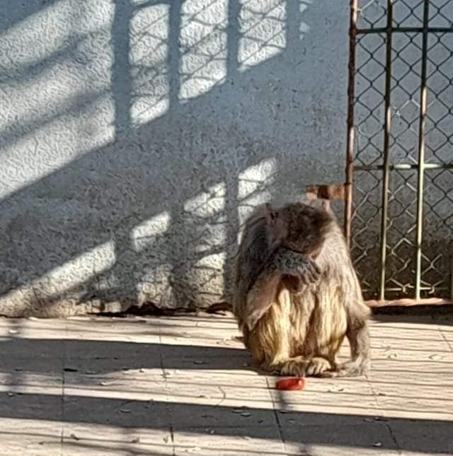 Yaniliberta15's tweet photo. Es desesperante la situación de estás angelitas😢😢
@jose_yurramendi por favor sr Intendente, no puede permitir que estos animalitos pasen el resto de sus vidas así, están muy mal, se les nota la tristeza, angustia y aburrimiento que tienen. También se nota por su pelaje que https://t.co/JTC9v1NVmi