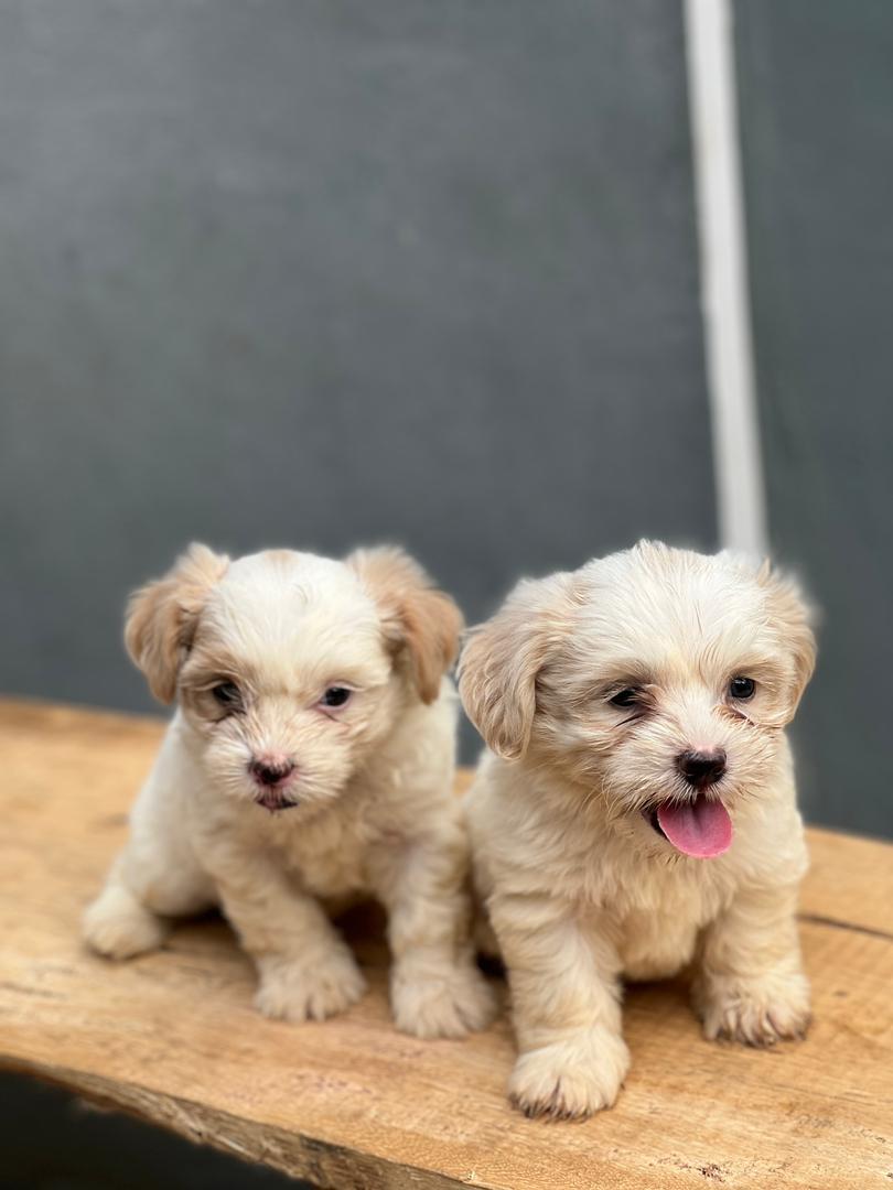 SoftPawsOnline's tweet photo. Lhasa Aspo available for adoption,
Goes for 65k.
Limited slot available https://t.co/edvByKasBO