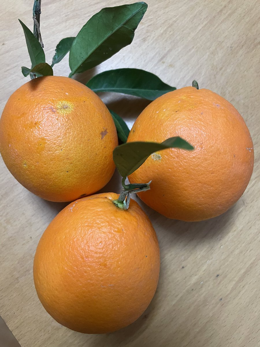 Laqueparletortosí. tweet media