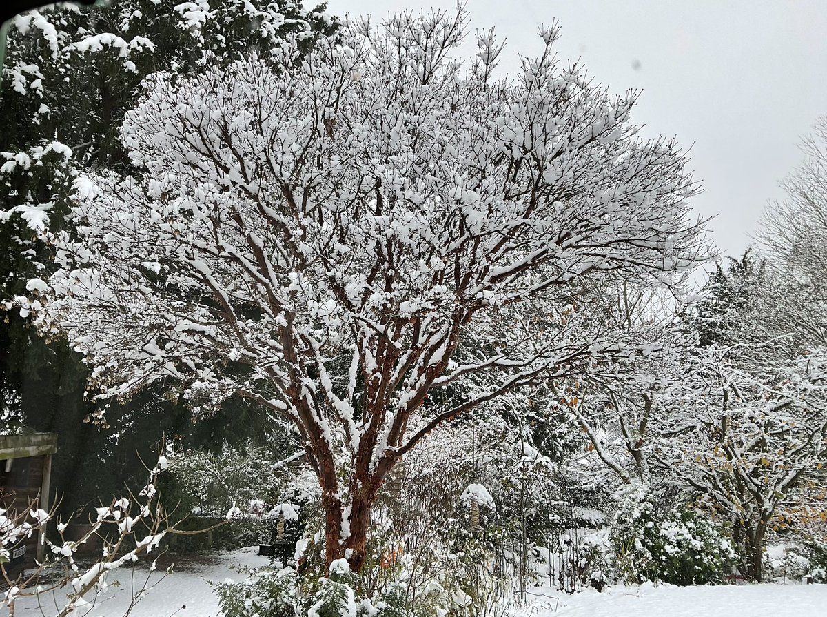 JCmoonpruner's tweet image. My Acer griseum, this morning in the Forest of Dean.🏴󠁧󠁢󠁳󠁣󠁴󠁿❤️🙏