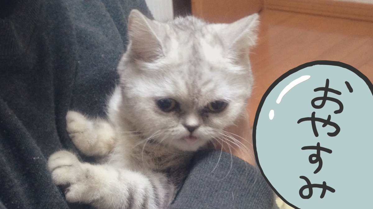 tetooooo_fx's tweet photo. たまには
#ブチギレキャット https://t.co/b9naV3cgwA