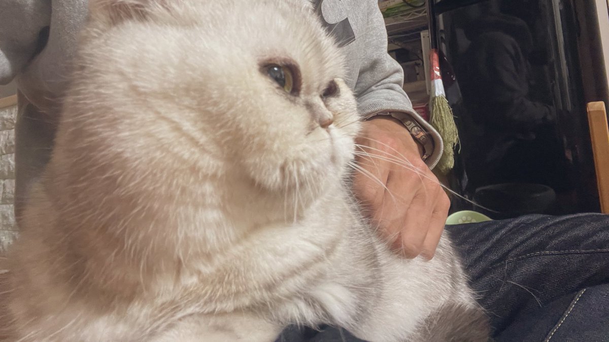 tetooooo_fx's tweet photo. たまには
#ブチギレキャット https://t.co/b9naV3cgwA