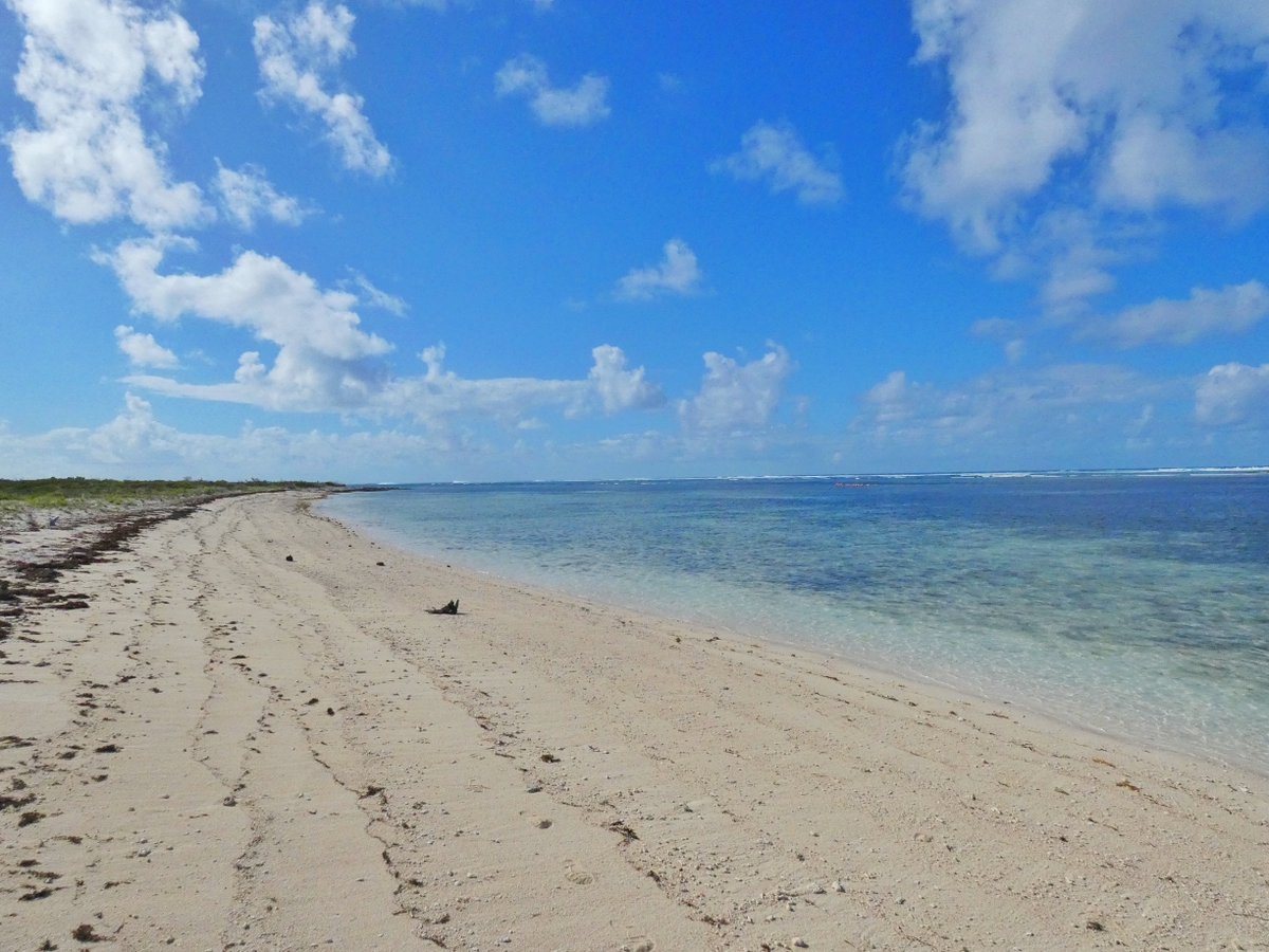 TCI Seabirds tweet media