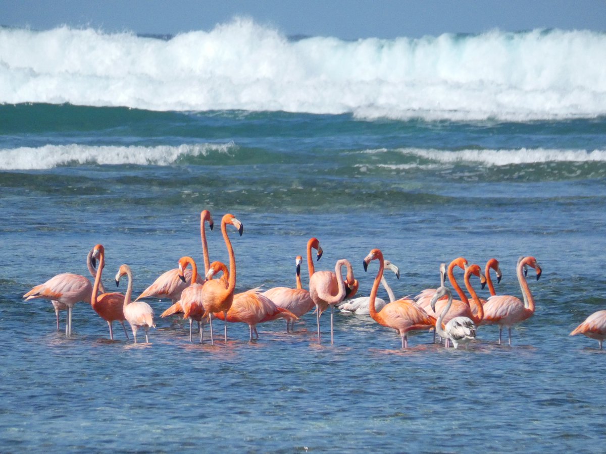 Rhiannon Austin tweet media