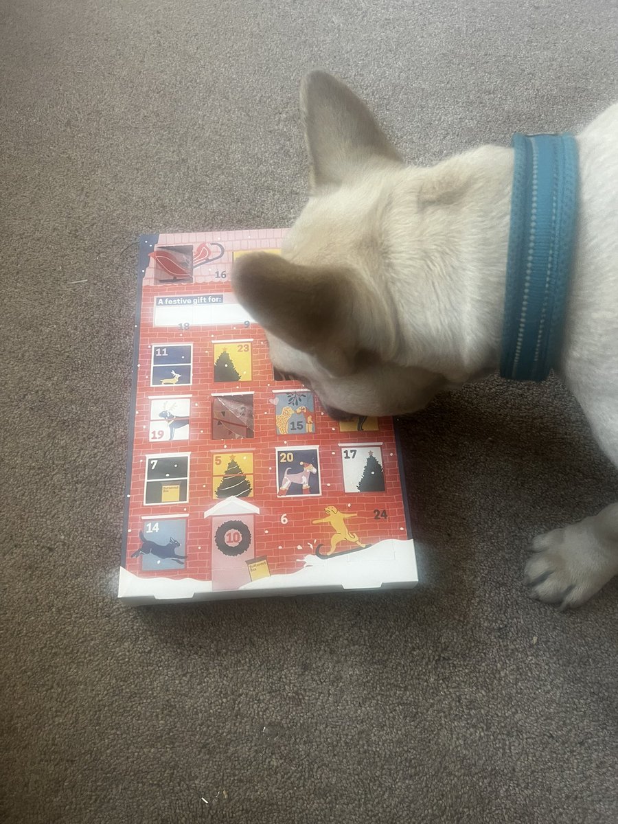 GillM67's tweet photo. It’s arrived!…..Lord Louie has checked it out and decided he loves his @ButternutBox advent calendar 😋 #DogsDeserveChristmas https://t.co/GnVkfMbnbv
