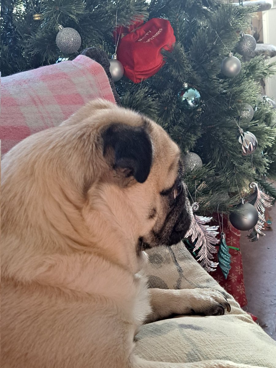 justme_tracey's tweet photo. Watching Patrick π Have a Super Sunday Everyone ππππ₯³πββ¬πππΎππ
#Patrick #WatchingPatrick
#Pugs #DogsOnTwitter
#CutePugs #JustSkylar https://t.co/gABmDZ9u17