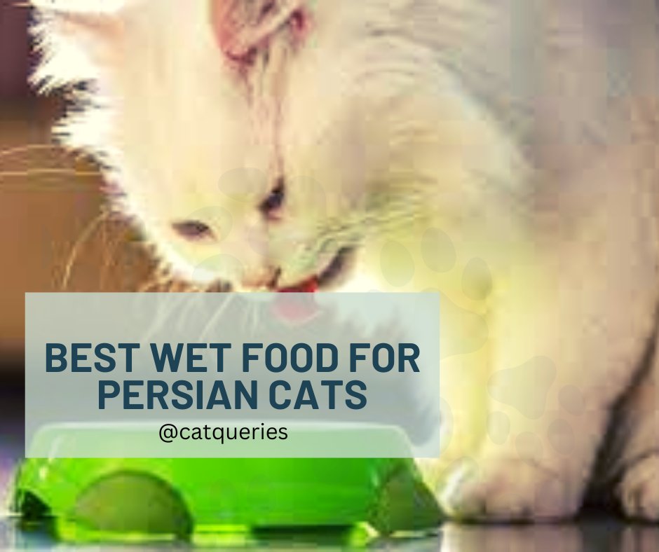 QueriesCat's tweet photo. Persian cats need high-quality wet food to maintain their luxurious coats. A few brands are specially formulated for Persian cats. So, our list contains five of the best Persian cat wet food options.
Learn more: https://t.co/ROxU9vh4Bq
#catqueries #catblog #persianwetfood https://t.co/ac0syZwB1w