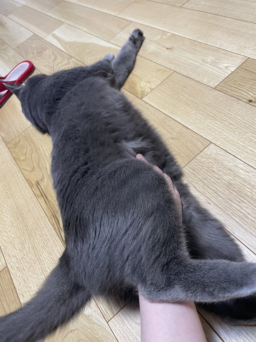 SOU__KURI's tweet photo. 股フワ堪能中🤤

#猫のいる暮らし 
#猫好きさんと繫がりたい 
#猫がいる生活 https://t.co/hpOHp2mLqS