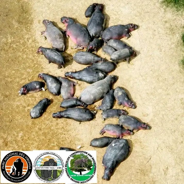 Guerre @M23: le parc national de virunga menacé dans la côte Ouest du lac Edourd . Nous sommes desolé du faite que les rebelles du M23 commencent à tuer les Hypos et autres espèces dans des sites protégés, cela affecterait le futur si rien n'est fait.
<a href="/gorillacd/">Virunga National Park</a> ,<a href="/SaveVirunga/">Save Virunga</a>