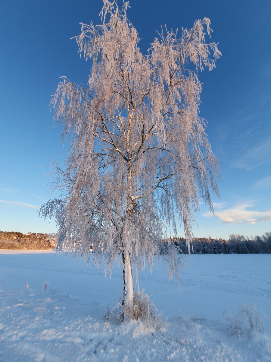 raadephoto's tweet photo. 19 degrees Celsius and sparkling sun. 

#norwegianwinter #cold #frost #samsunggalaxy @yrnyheter @steinkjer24 #snow #Norway @visitnorway https://t.co/pABGkIKhxu
