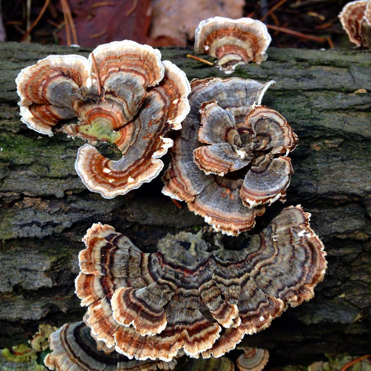 feefal_'s tweet photo. The OC vs the inspiration🍁

Turkey tail mushroom! https://t.co/LEA4OHOro2