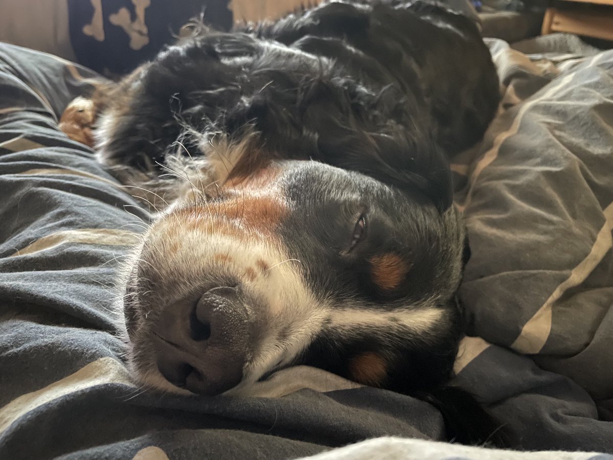 Corina Klausgaard tweet media