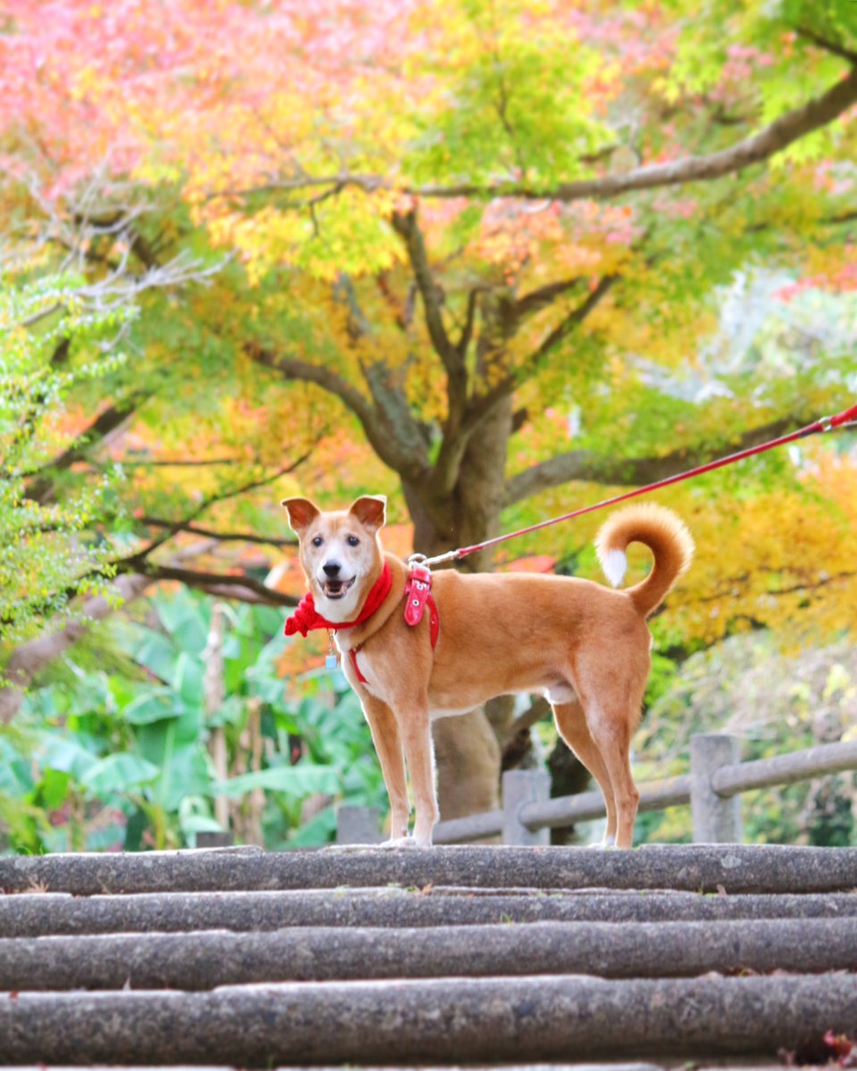 sankarintou's tweet photo. サンくん月命日。
笑顔がキラキラのサンくん❤️
今日はサンの大好きな公園に行ったよ🍁 https://t.co/o0yHi5K8Ig