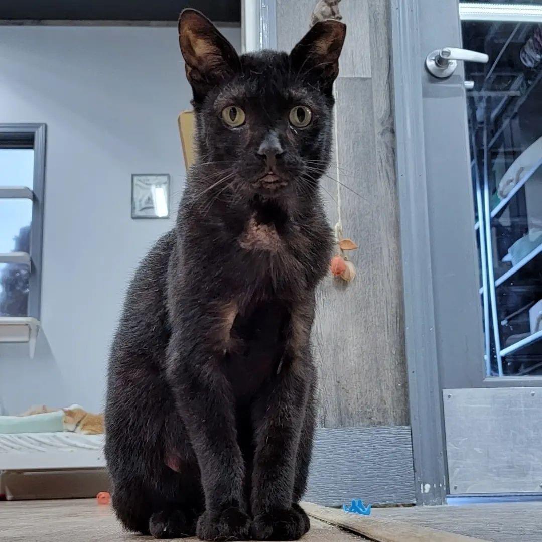 CrashsLanding's tweet image. Luigi is such a good cuddle buddy! We would love for him to have a home for the holidays with a very special family to call his own. (1/4)

#Adoptable #FIVCat