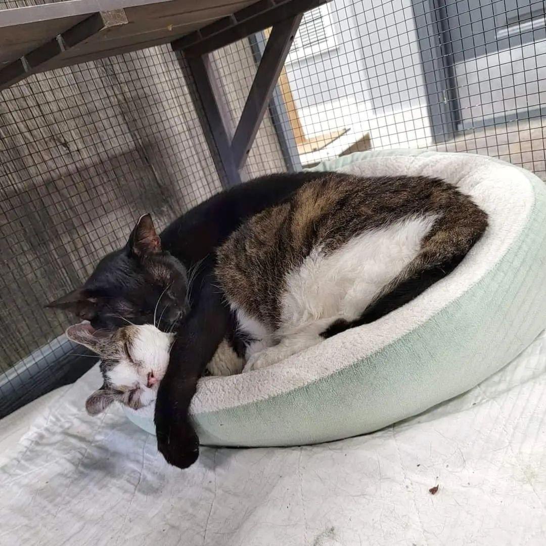 CrashsLanding's tweet image. Luigi is such a good cuddle buddy! We would love for him to have a home for the holidays with a very special family to call his own. (1/4)

#Adoptable #FIVCat