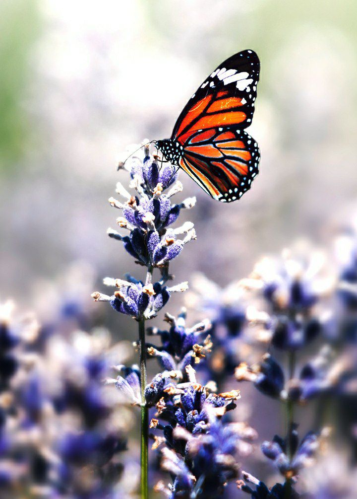 ما الحياة الا ثلاث:
بسمة .. و دمعة .. و ذكريات ...
تذهب البسمة ، و تجف الدمعة ، و تبقى الذكريات...💚

#طابت_أوقاتكم